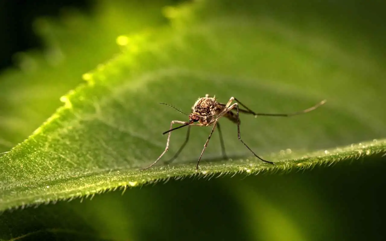 Zanzare sul terrazzo: l’errore che commetti e che le attira ancora di più Zanzare sul terrazzo: l’errore che commetti e che le attira ancora di più
