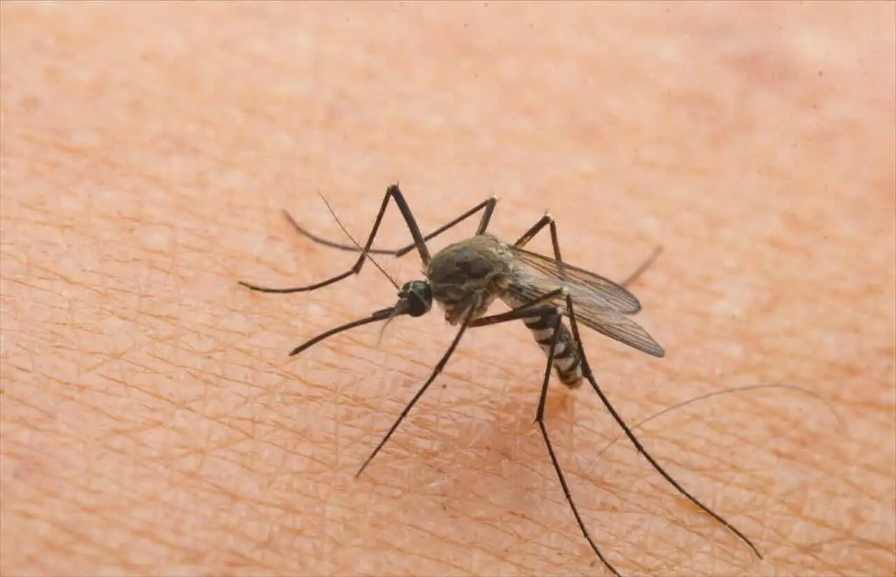 Zanzare sul terrazzo: l’errore che commetti e che le attira ancora di più Zanzare sul terrazzo: l’errore che commetti e che le attira ancora di più