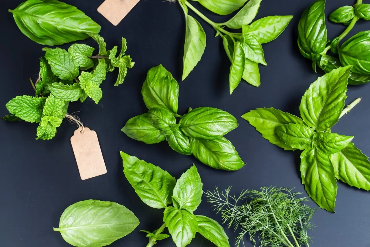 Le piante aromatiche che allontanano insetti e zanzare: ecco dove piantarle Le piante aromatiche che allontanano insetti e zanzare: ecco dove piantarle