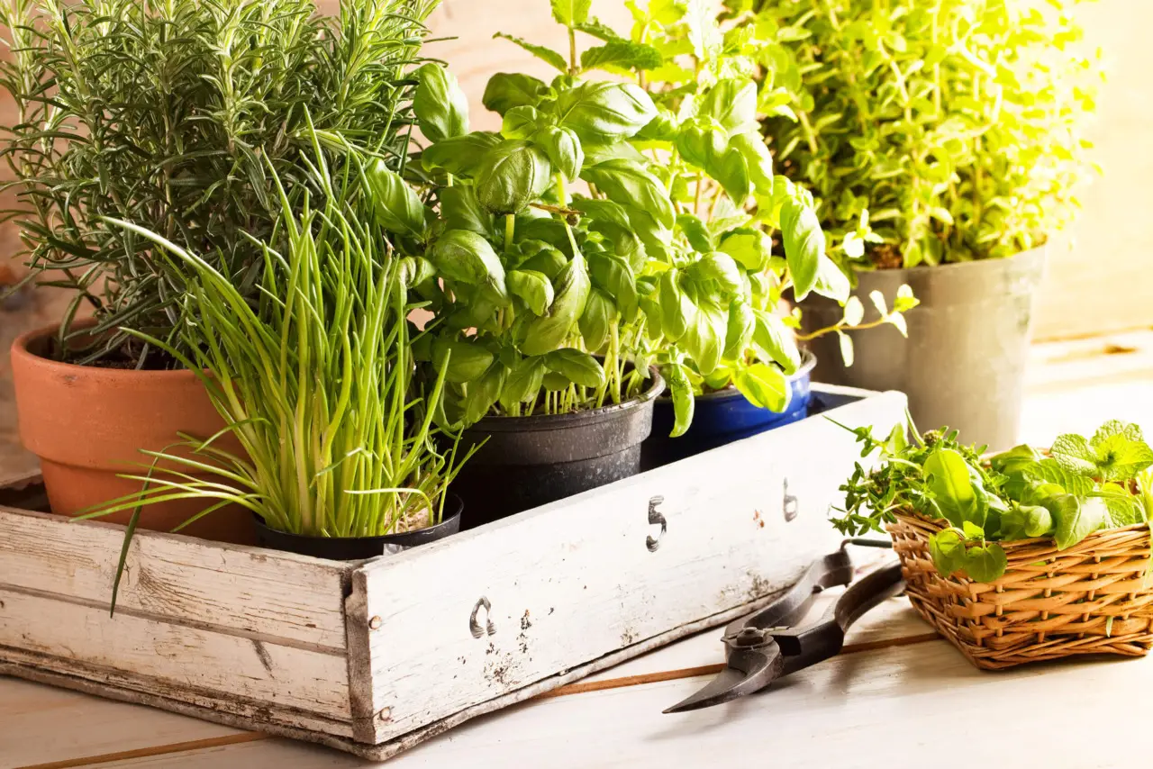 Le piante aromatiche che allontanano insetti e zanzare: ecco dove piantarle Le piante aromatiche che allontanano insetti e zanzare: ecco dove piantarle
