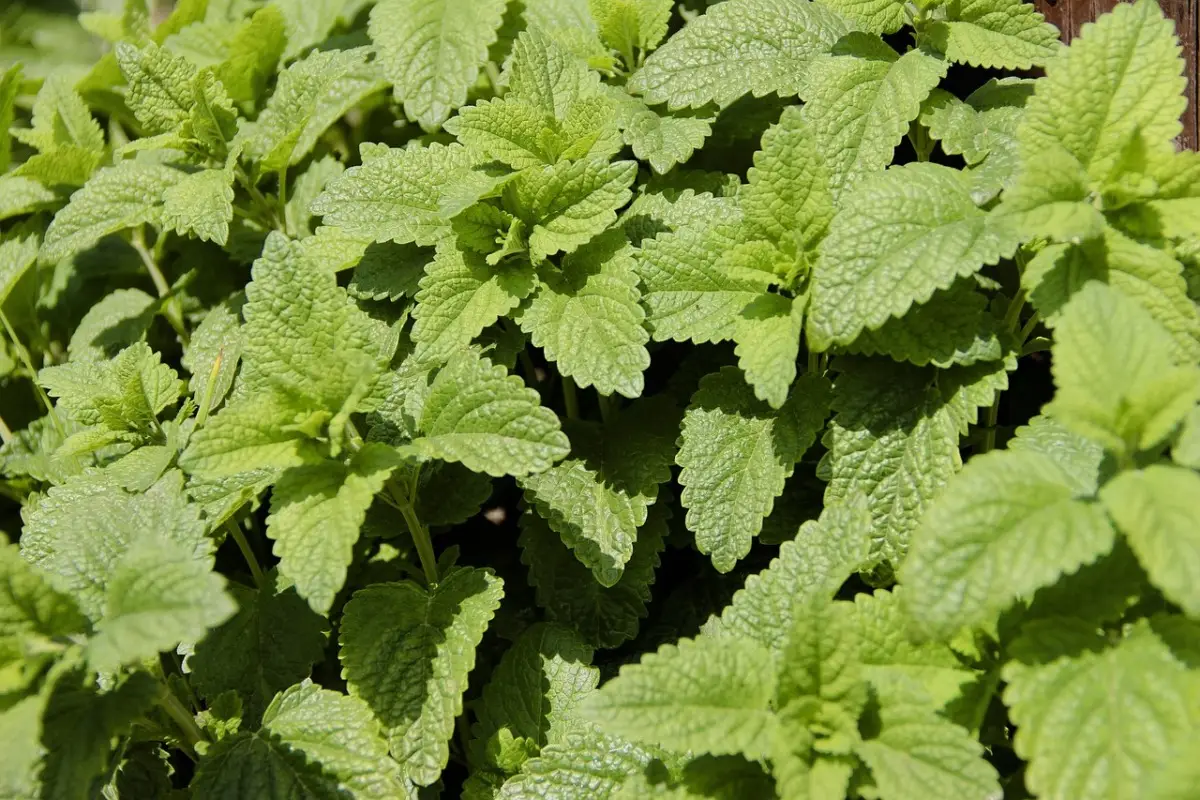 Le piante aromatiche che allontanano insetti e zanzare: ecco dove piantarle Le piante aromatiche che allontanano insetti e zanzare: ecco dove piantarle