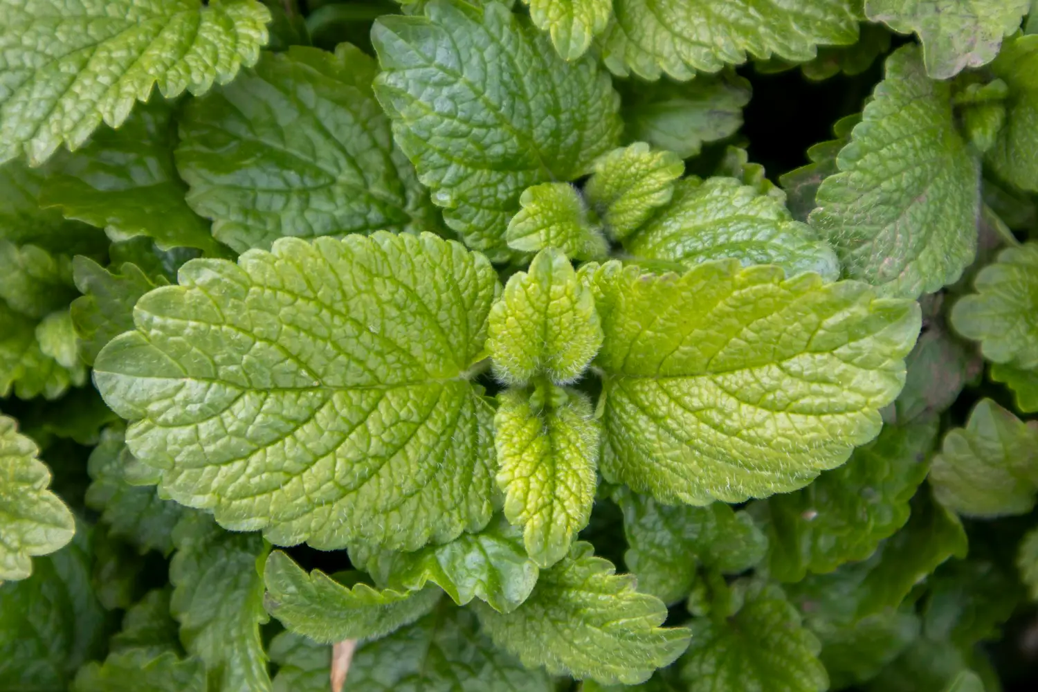 Le piante aromatiche che allontanano insetti e zanzare: ecco dove piantarle Le piante aromatiche che allontanano insetti e zanzare: ecco dove piantarle
