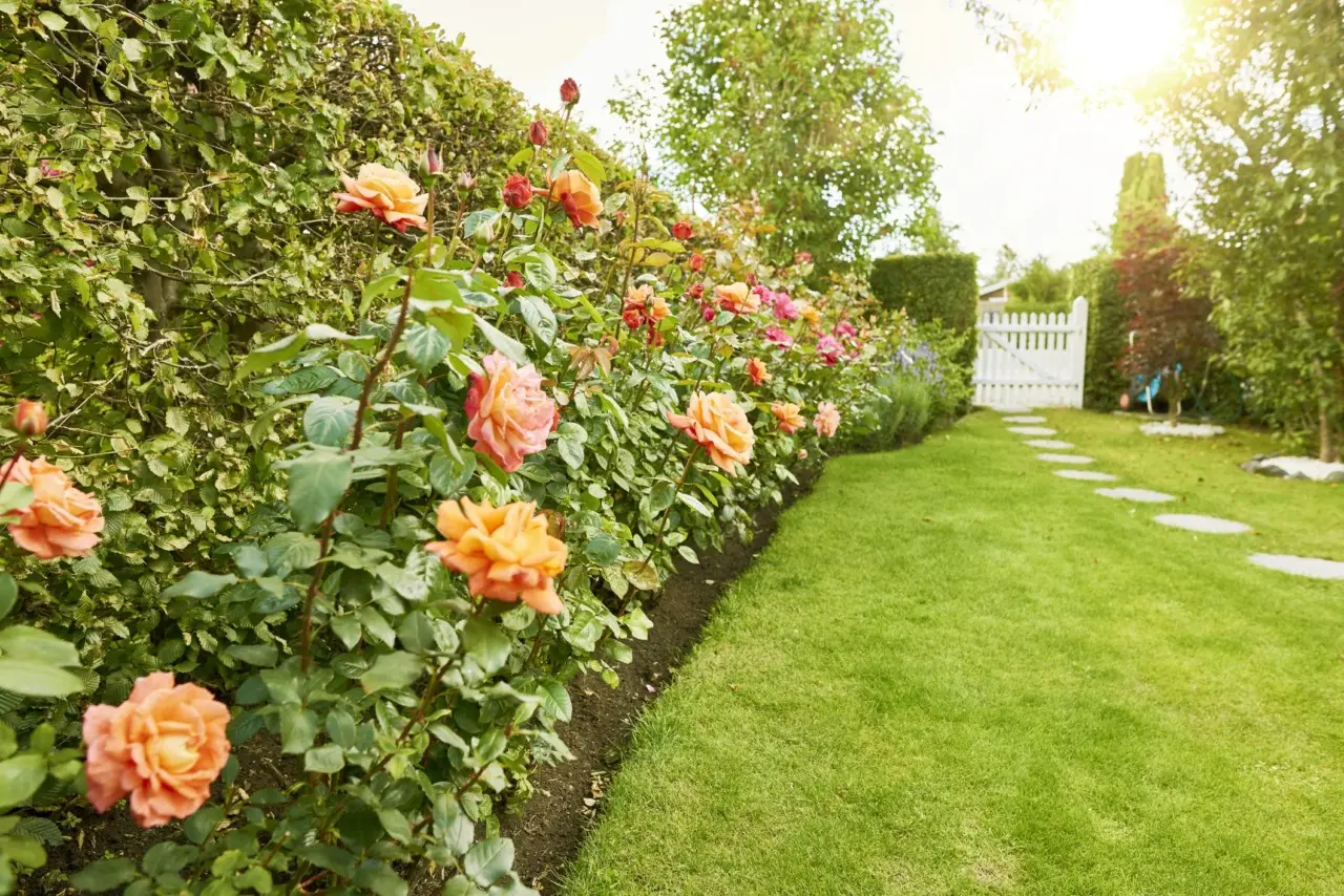 Come preparare un antiparassitario naturale per il giardino con ingredienti da cucina Come preparare un antiparassitario naturale per il giardino con ingredienti da cucina