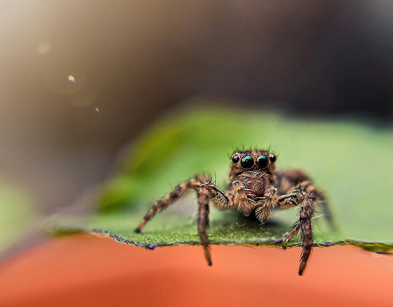 Il rimedio naturale per tenere lontani i ragni dagli angoli di terrazze e verande Il rimedio naturale per tenere lontani i ragni dagli angoli di terrazze e verande