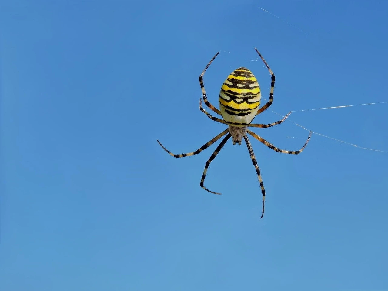Il rimedio naturale per tenere lontani i ragni dagli angoli di terrazze e verande Il rimedio naturale per tenere lontani i ragni dagli angoli di terrazze e verande