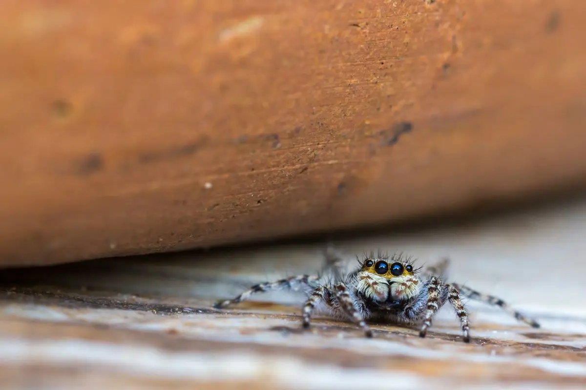 Il rimedio naturale per tenere lontani i ragni dagli angoli di terrazze e verande Il rimedio naturale per tenere lontani i ragni dagli angoli di terrazze e verande