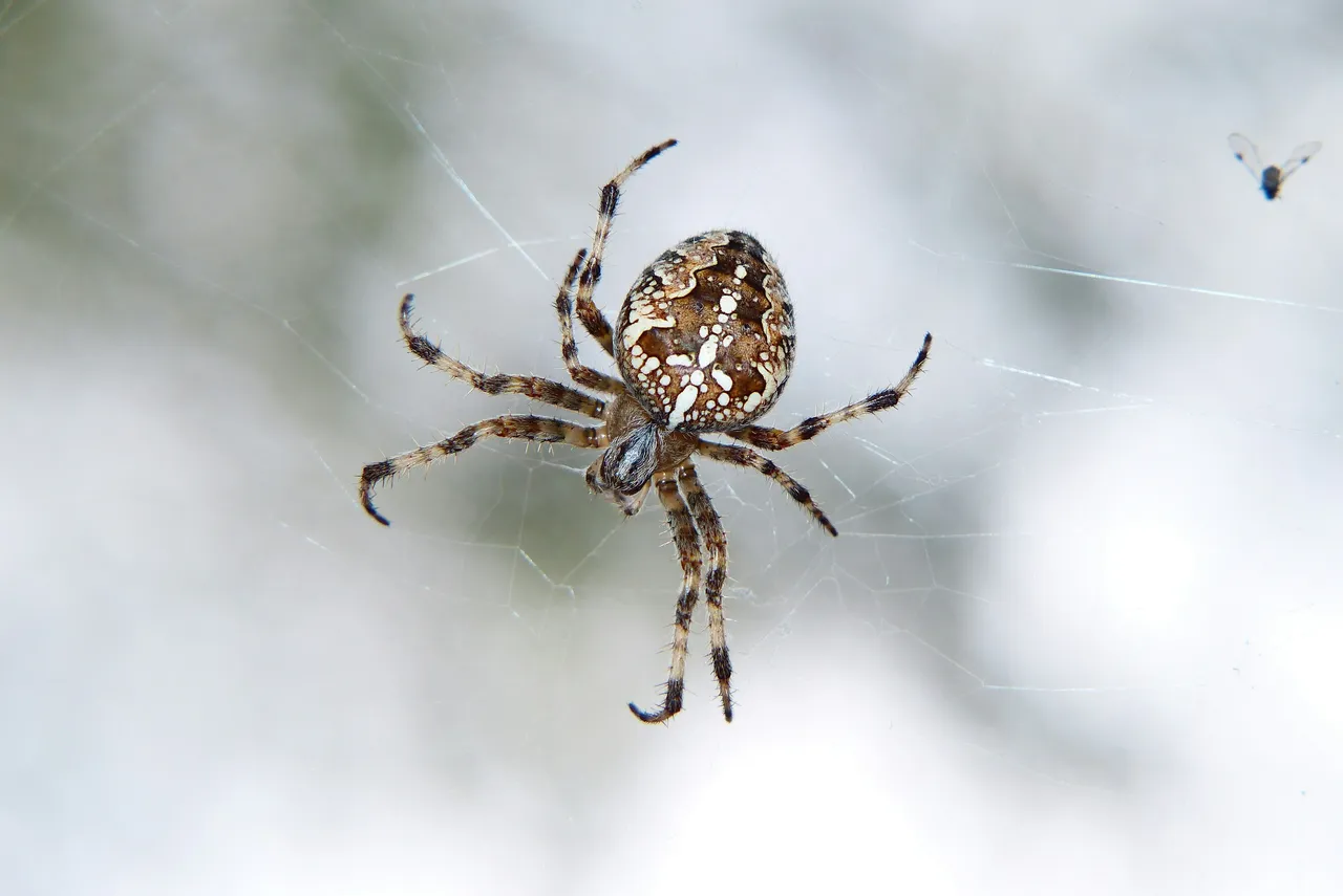 Il rimedio naturale per tenere lontani i ragni dagli angoli di terrazze e verande Il rimedio naturale per tenere lontani i ragni dagli angoli di terrazze e verande