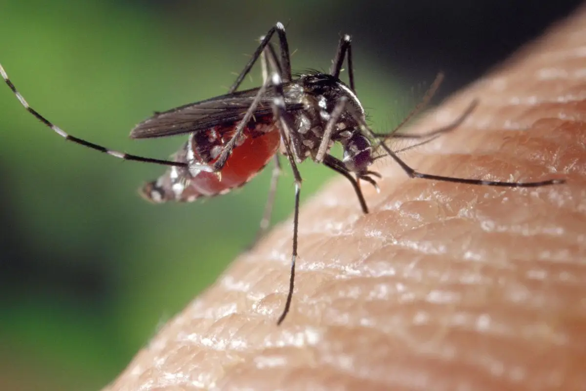 La pianta da mettere vicino alla porta per tenere lontane zanzare e moscerini La pianta da mettere vicino alla porta per tenere lontane zanzare e moscerini
