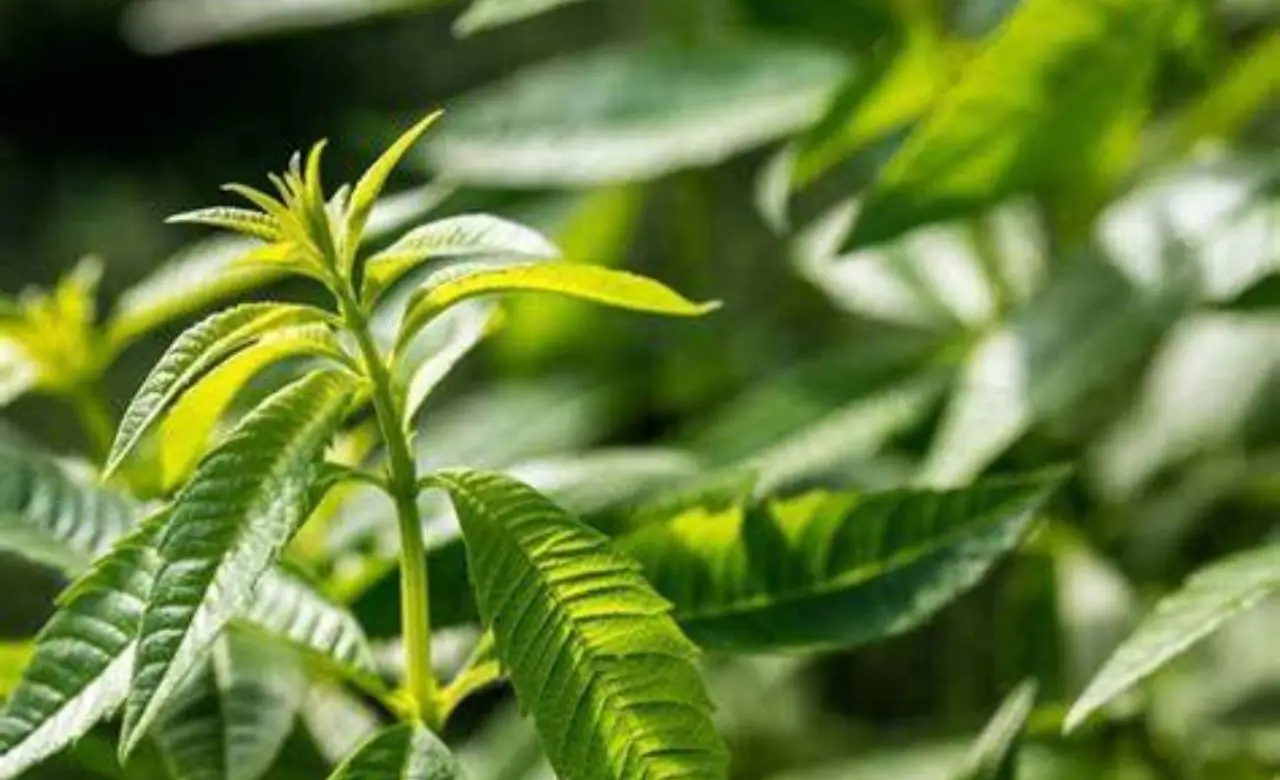 La pianta da mettere vicino alla porta per tenere lontane zanzare e moscerini La pianta da mettere vicino alla porta per tenere lontane zanzare e moscerini