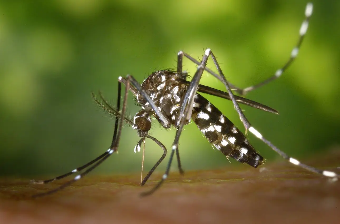 La pianta da mettere vicino alla porta per tenere lontane zanzare e moscerini La pianta da mettere vicino alla porta per tenere lontane zanzare e moscerini