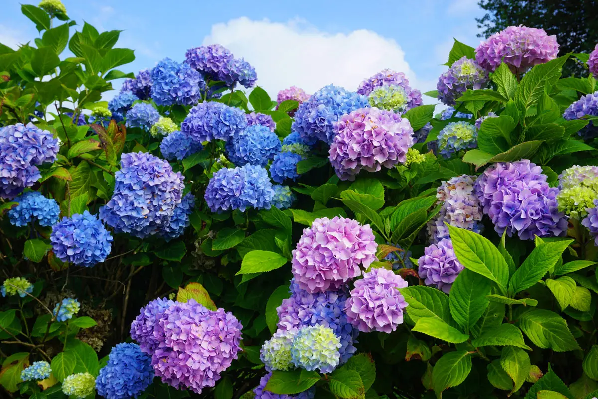 Come far cambiare colore alle ortensie: il trucco dell’acidità del terreno Come far cambiare colore alle ortensie: il trucco dell’acidità del terreno