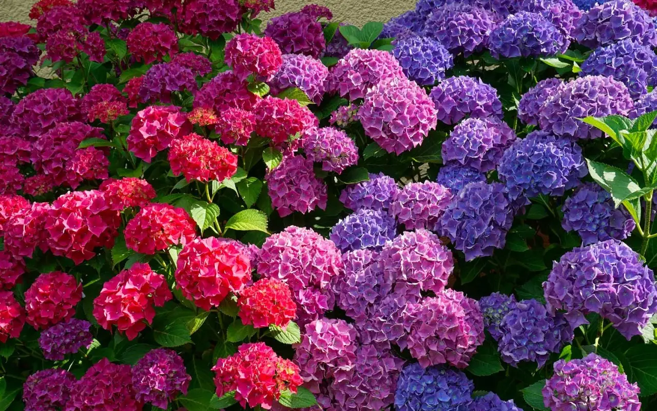 Come far cambiare colore alle ortensie: il trucco dell’acidità del terreno Come far cambiare colore alle ortensie: il trucco dell’acidità del terreno