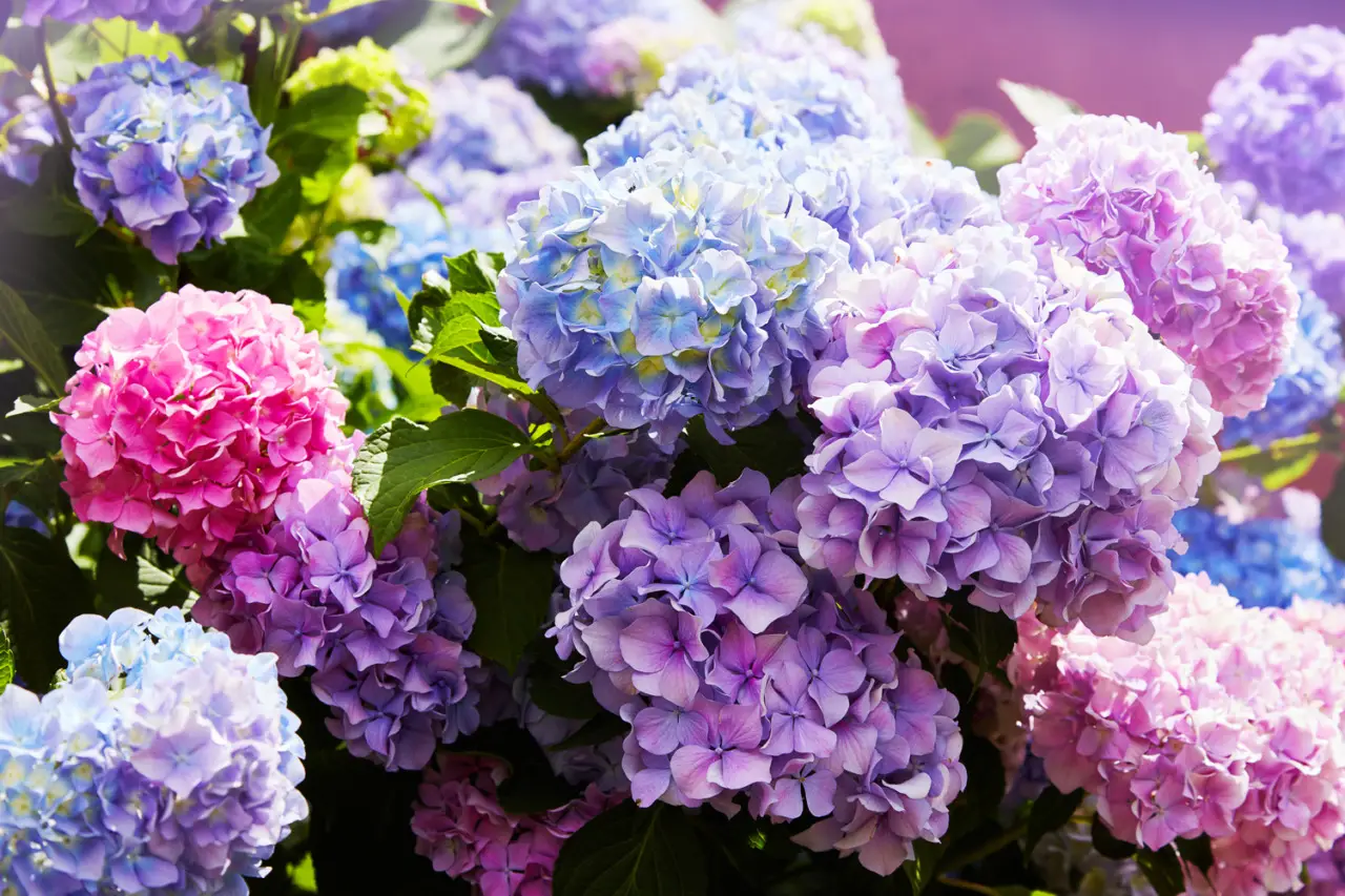 Come far cambiare colore alle ortensie: il trucco dell’acidità del terreno Come far cambiare colore alle ortensie: il trucco dell’acidità del terreno