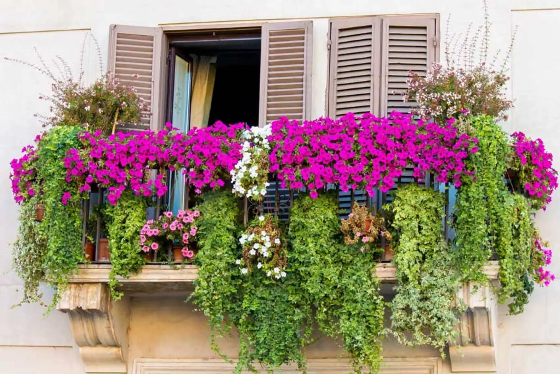 Piante che crescono bene anche senza sole diretto: ideali per terrazzi ombreggiati Piante che crescono bene anche senza sole diretto: ideali per terrazzi ombreggiati