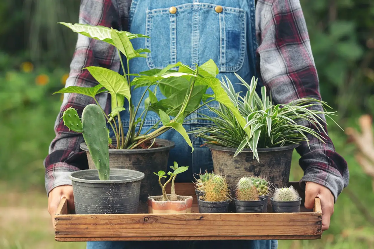 Cosa mettere nei sottovasi per evitare muffa e ristagni in estate Cosa mettere nei sottovasi per evitare muffa e ristagni in estate