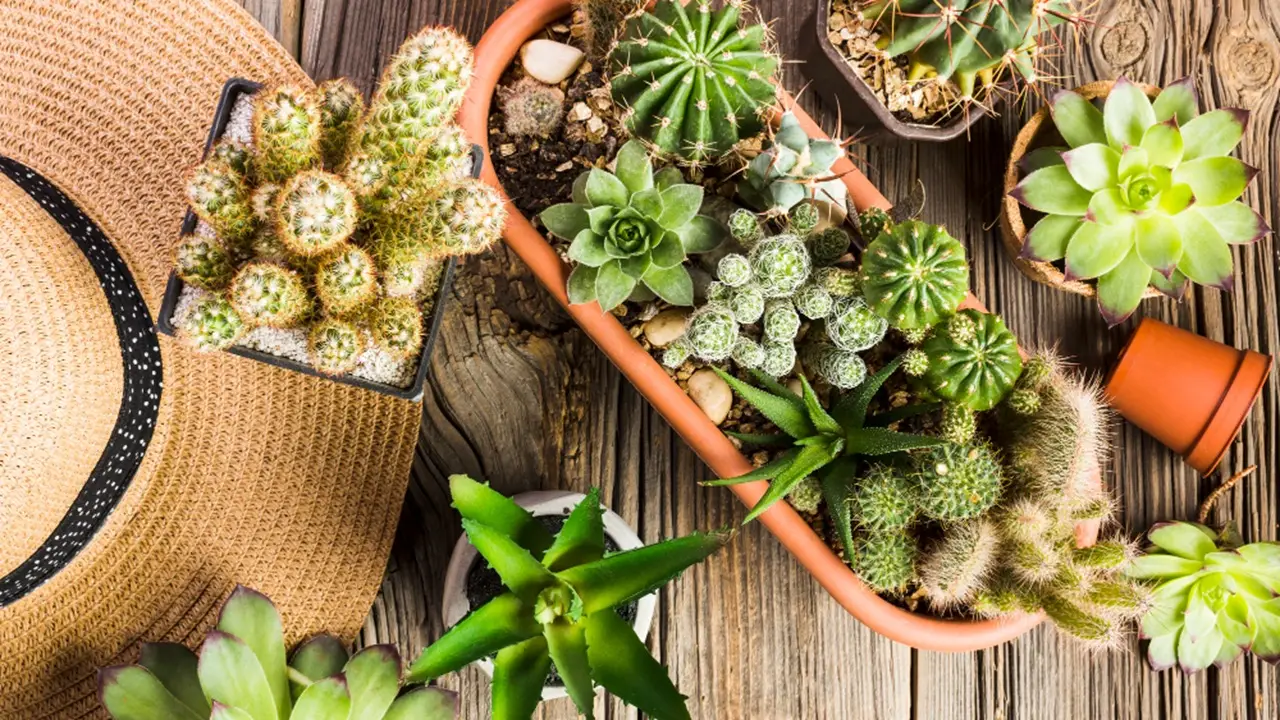Cosa mettere nei sottovasi per evitare muffa e ristagni in estate Cosa mettere nei sottovasi per evitare muffa e ristagni in estate