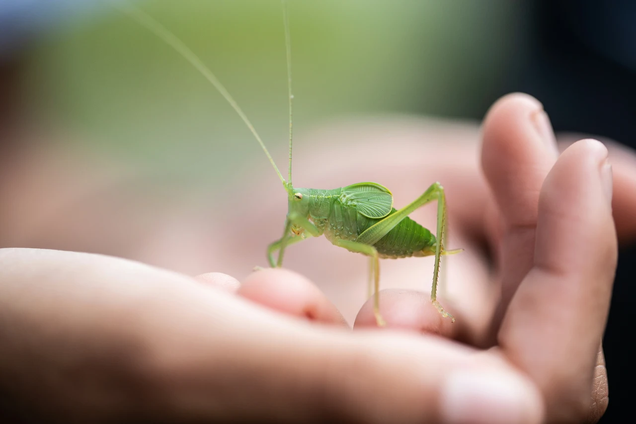 Il metodo del pepe nero per proteggere terrazzi e davanzali dagli insetti Il metodo del pepe nero per proteggere terrazzi e davanzali dagli insetti