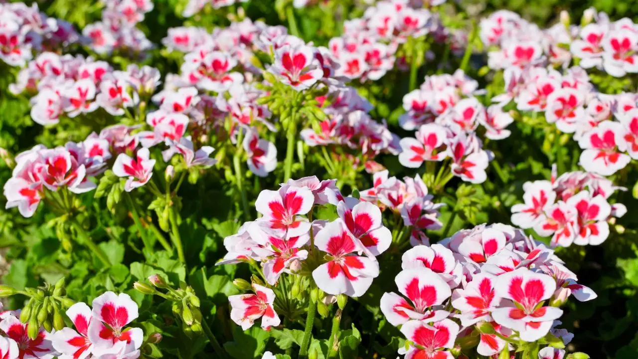 Come usare i fondi di caffè per far fiorire gerani e ortensie Come usare i fondi di caffè per far fiorire gerani e ortensie
