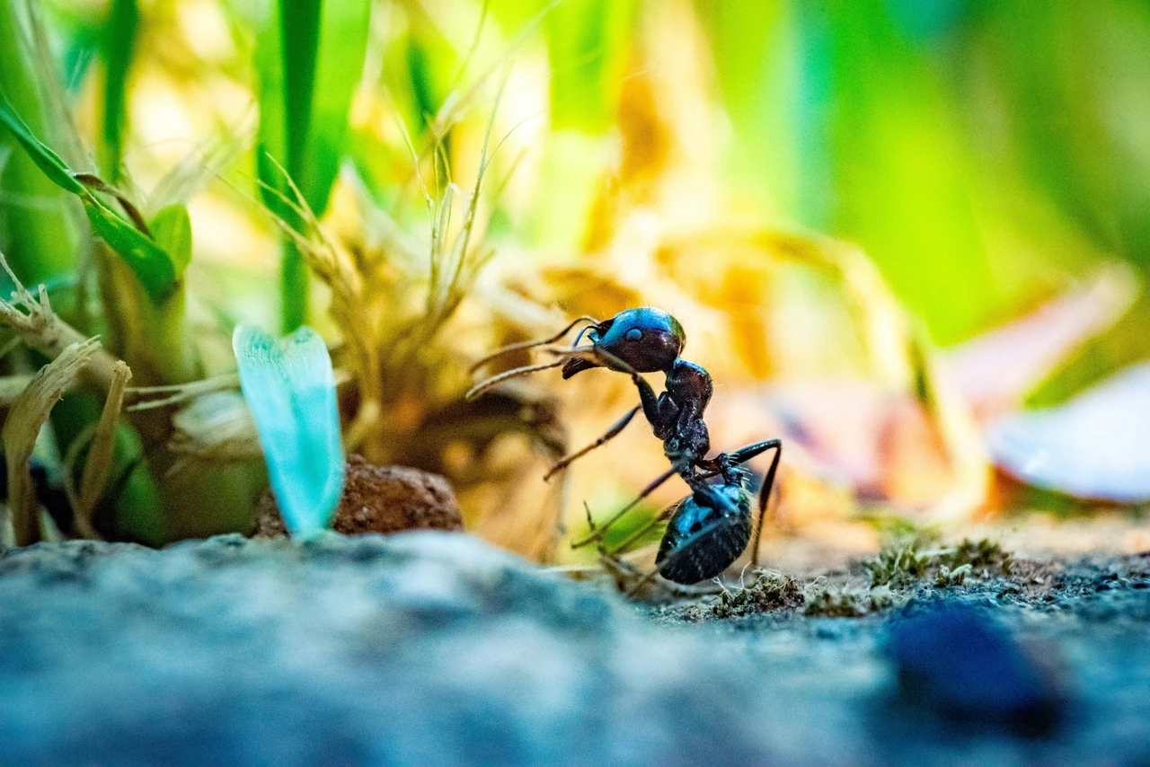 Come usare il bicarbonato contro le formiche: il metodo più efficace secondo gli agronomi Come usare il bicarbonato contro le formiche: il metodo più efficace secondo gli agronomi