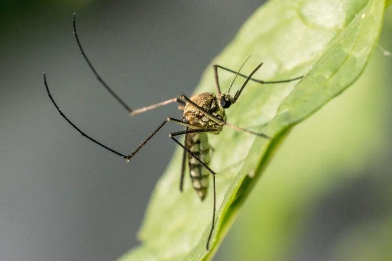 Piante che attirano le api ma tengono lontane le zanzare: il doppio beneficio per il giardino Piante che attirano le api ma tengono lontane le zanzare: il doppio beneficio per il giardino