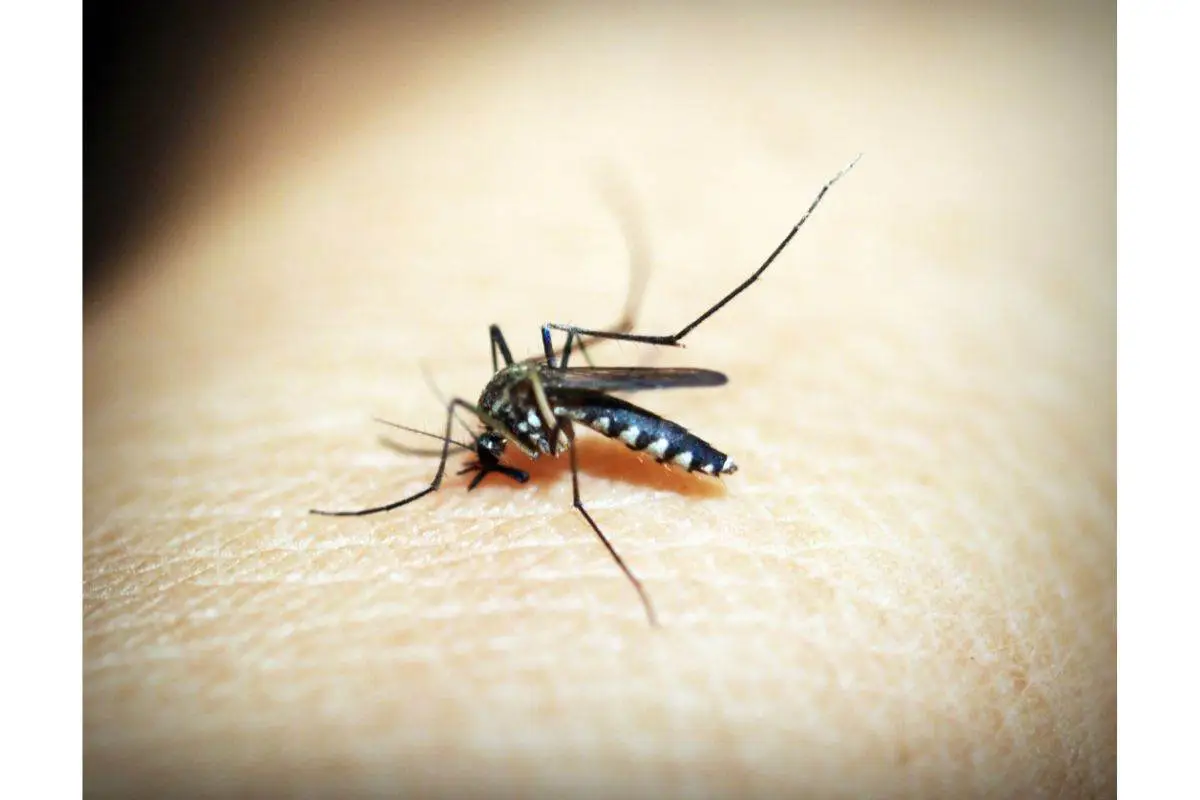Piante che attirano le api ma tengono lontane le zanzare: il doppio beneficio per il giardino Piante che attirano le api ma tengono lontane le zanzare: il doppio beneficio per il giardino