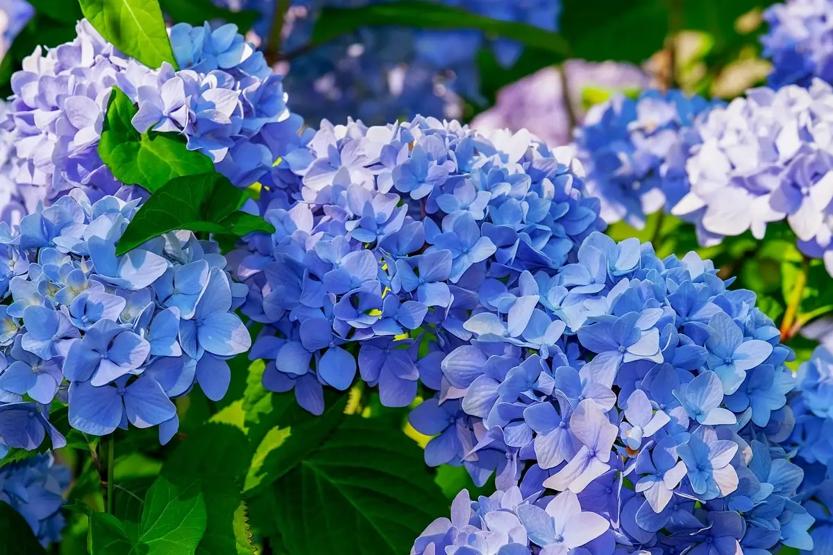 Ortensia che non fiorisce? Ecco cosa aggiungere al terreno per risultati immediati Ortensia che non fiorisce? Ecco cosa aggiungere al terreno per risultati immediati