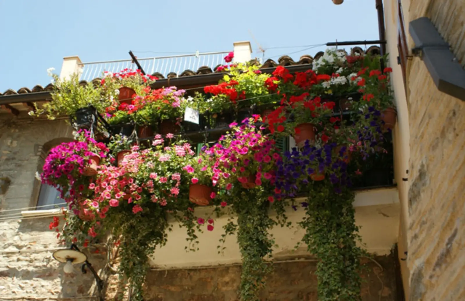 Come concimare le piante da balcone in modo naturale ogni 15 giorni Come concimare le piante da balcone in modo naturale ogni 15 giorni