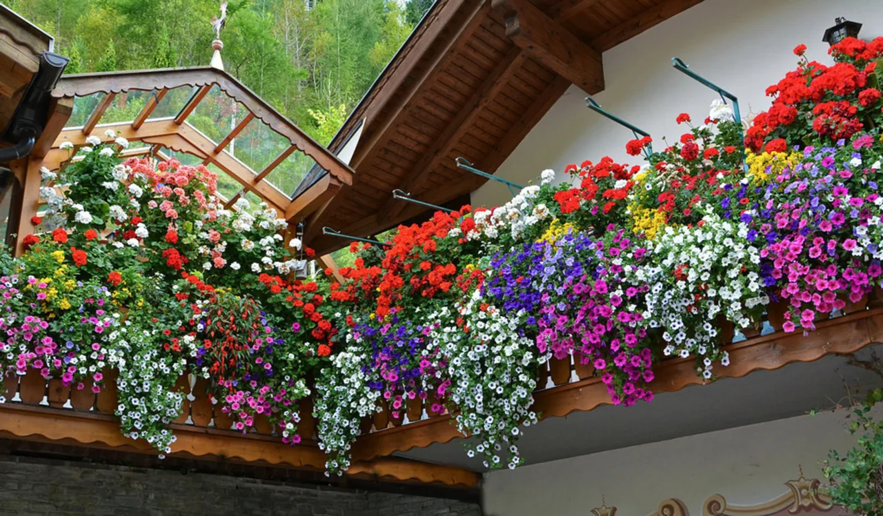 Come concimare le piante da balcone in modo naturale ogni 15 giorni Come concimare le piante da balcone in modo naturale ogni 15 giorni