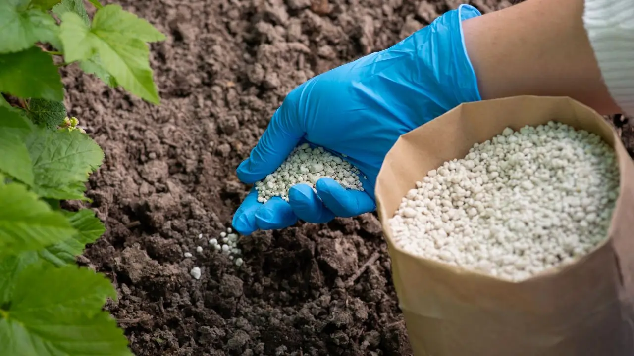 Come concimare le piante da balcone in modo naturale ogni 15 giorni Come concimare le piante da balcone in modo naturale ogni 15 giorni