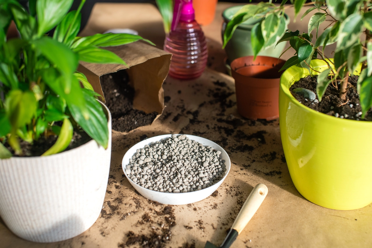Come concimare le piante da balcone in modo naturale ogni 15 giorni Come concimare le piante da balcone in modo naturale ogni 15 giorni