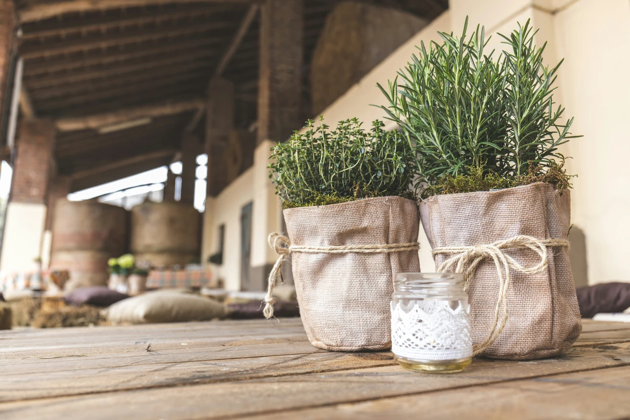 Scopri il metodo naturale per ridurre l’umidità nei vasi: la soluzione dei botanici per balconi sani Scopri il metodo naturale per ridurre l’umidità nei vasi: la soluzione dei botanici per balconi sani