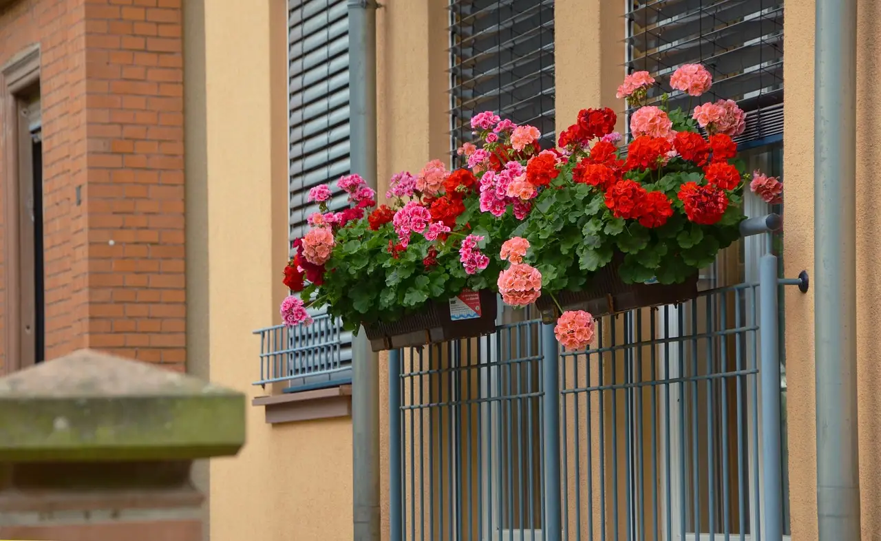 Come evitare muffa nei sottovasi in estate: il trucco dei botanici per balconi sani Come evitare muffa nei sottovasi in estate: il trucco dei botanici per balconi sani