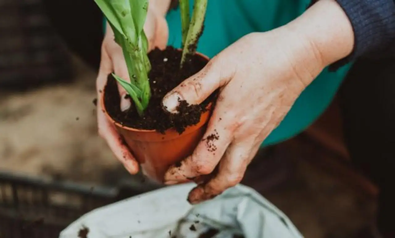 5 strategie per proteggere le radici delle piante dal caldo di giugno secondo gli agricoltori 5 strategie per proteggere le radici delle piante dal caldo di giugno secondo gli agricoltori