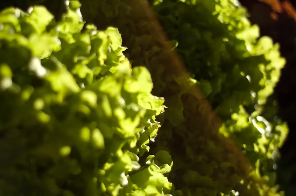 Vuoi un raccolto di insalata continuo? Scopri la rotazione varietale consigliata dagli agronomi per giugno Vuoi un raccolto di insalata continuo? Scopri la rotazione varietale consigliata dagli agronomi per giugno