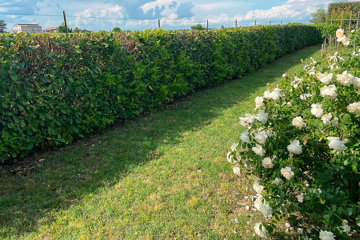 Come creare una barriera verde contro il vento: le varietà di arbusti selezionate dai vivaisti per terrazzi esposti Come creare una barriera verde contro il vento: le varietà di arbusti selezionate dai vivaisti per terrazzi esposti