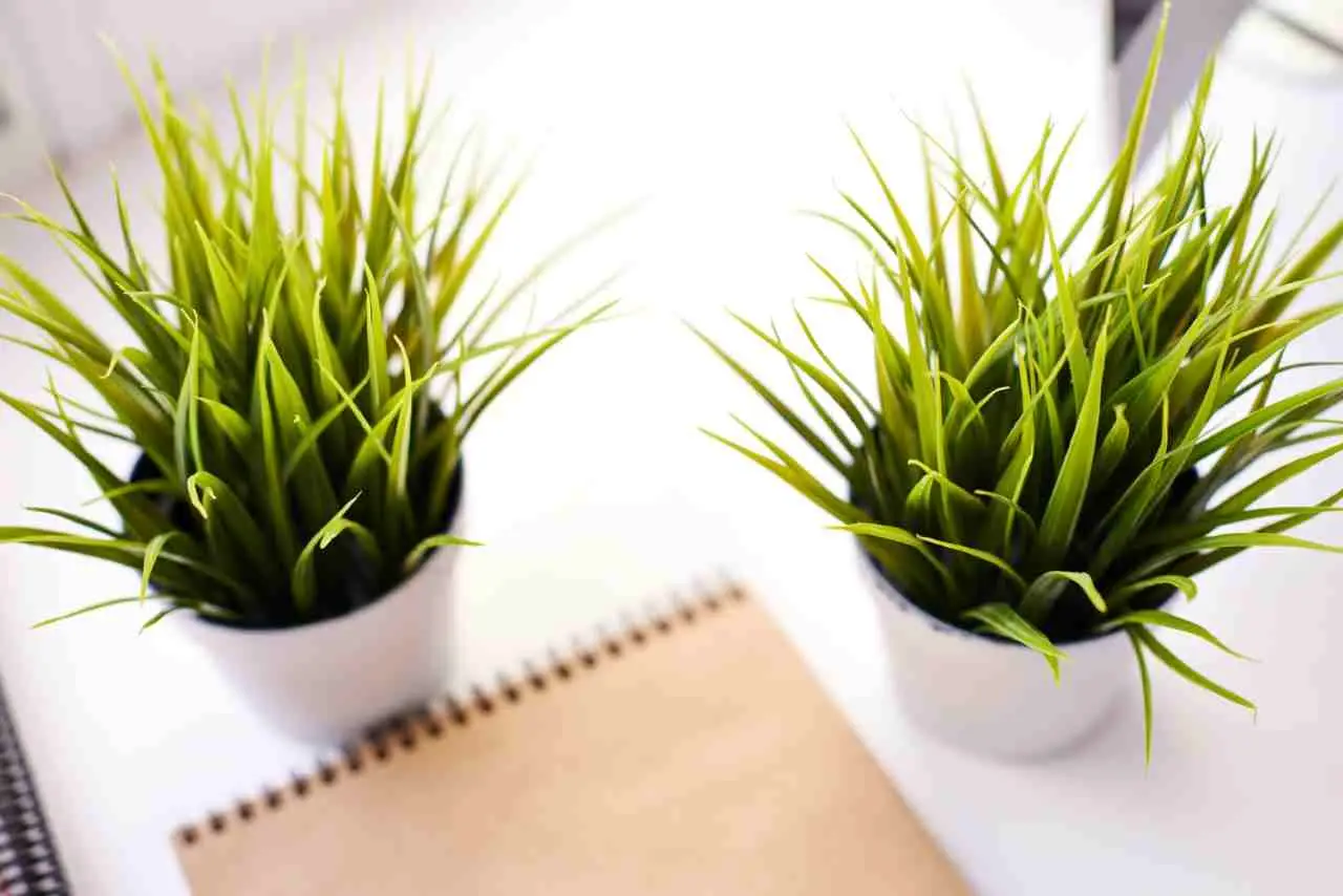 Scopri la pianta che purifica l’aria in casa e resiste al caldo estivo: la selezione botanica per il 2025 Scopri la pianta che purifica l’aria in casa e resiste al caldo estivo: la selezione botanica per il 2025