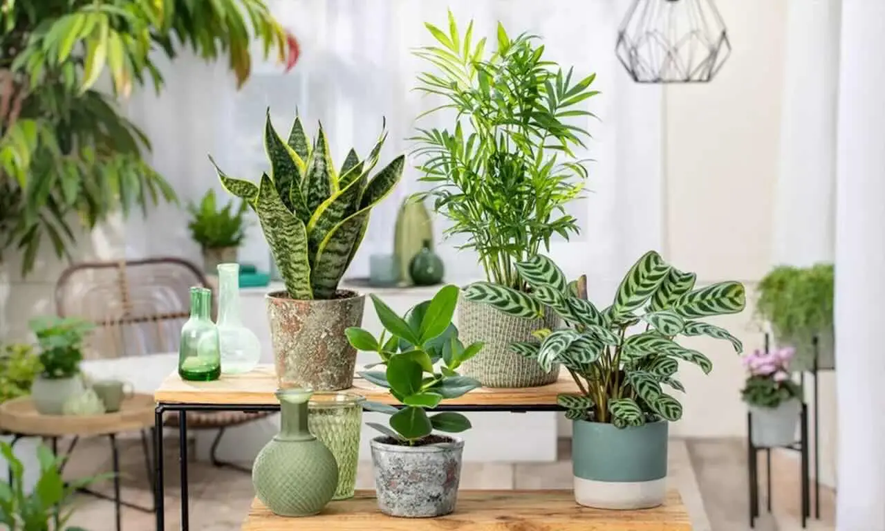 Come profumare l’ingresso di casa con piante ornamentali: la selezione dei paesaggisti per l’estate Come profumare l’ingresso di casa con piante ornamentali: la selezione dei paesaggisti per l’estate