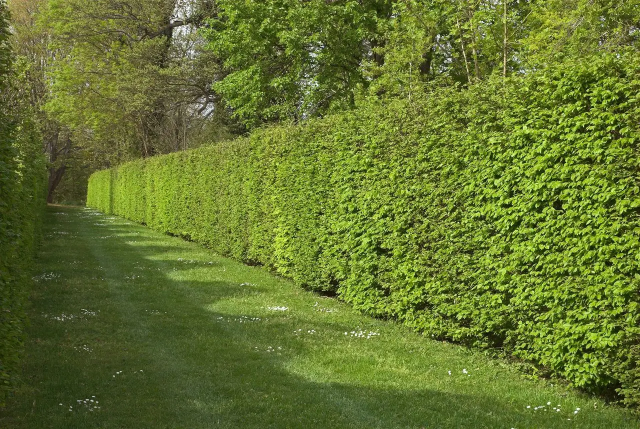 Come ottenere una barriera verde contro il vento: le varietà di arbusti ideali selezionate dai vivaisti per terrazzi esposti Come ottenere una barriera verde contro il vento: le varietà di arbusti ideali selezionate dai vivaisti per terrazzi esposti
