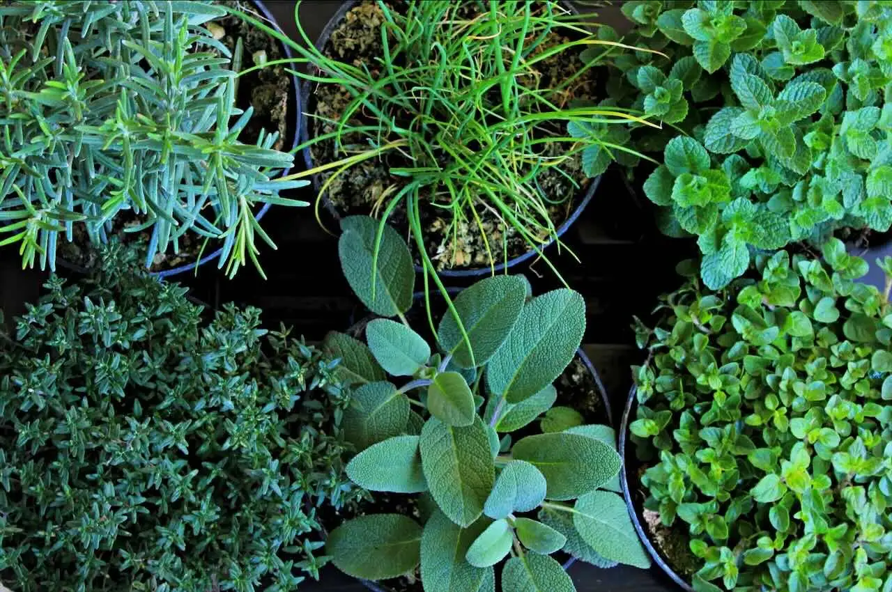 Scopri la pianta aromatica perfetta per balconi assolati: cresce senza fatica e regala profumo tutta l’estate Scopri la pianta aromatica perfetta per balconi assolati: cresce senza fatica e regala profumo tutta l’estate