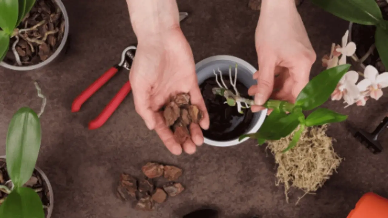 Come difendere le radici delle piante aromatiche dal caldo di giugno: ecco il metodo pratico Come difendere le radici delle piante aromatiche dal caldo di giugno: ecco il metodo pratico