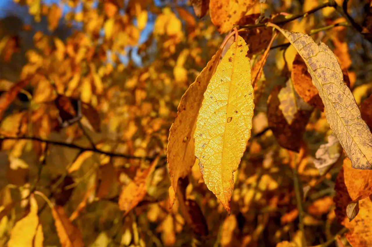Come sfruttare le foglie secche per proteggere il terreno dalle ondate di calore estive: il consiglio degli agronomi Come sfruttare le foglie secche per proteggere il terreno dalle ondate di calore estive: il consiglio degli agronomi