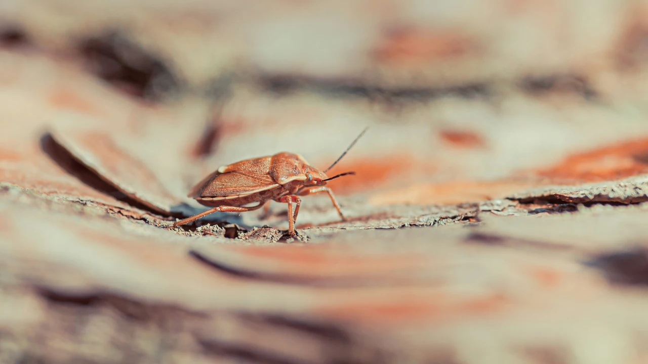 La pianta perfetta da mettere accanto all’ingresso per difendere la casa dagli insetti La pianta perfetta da mettere accanto all’ingresso per difendere la casa dagli insetti