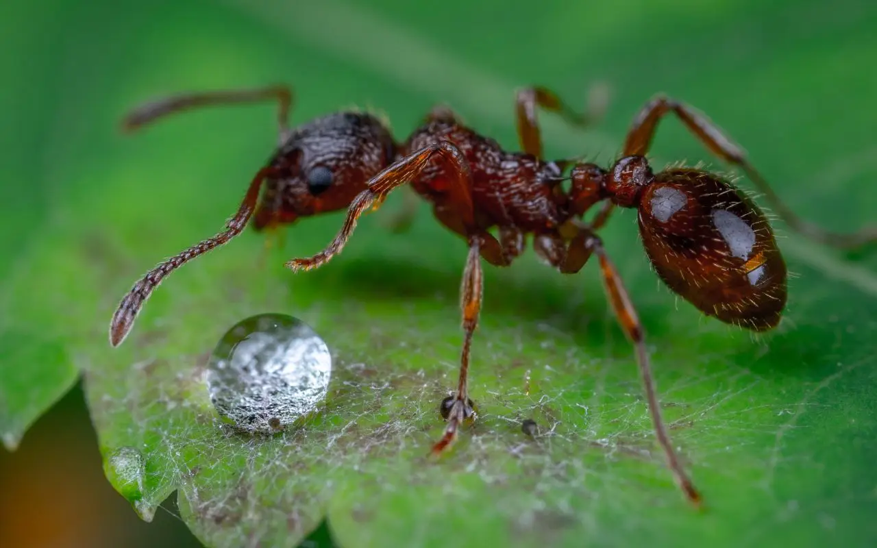Formiche in estate? Il rimedio naturale che disinfetta e le allontana Formiche in estate? Il rimedio naturale che disinfetta e le allontana