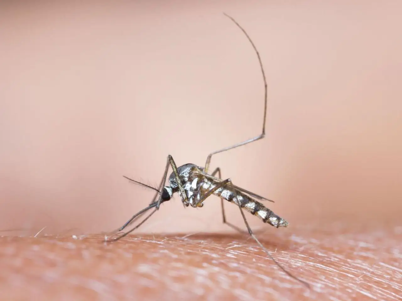 Il repellente naturale contro zanzare e moscerini da preparare in casa Il repellente naturale contro zanzare e moscerini da preparare in casa