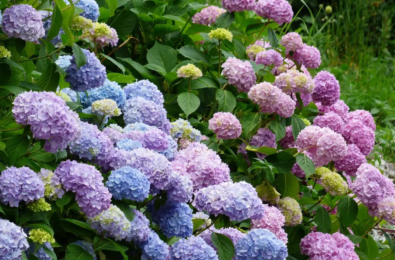 Coltivare ortensie più colorate? Ecco l’ingrediente segreto da aggiungere alla terra Coltivare ortensie più colorate? Ecco l’ingrediente segreto da aggiungere alla terra