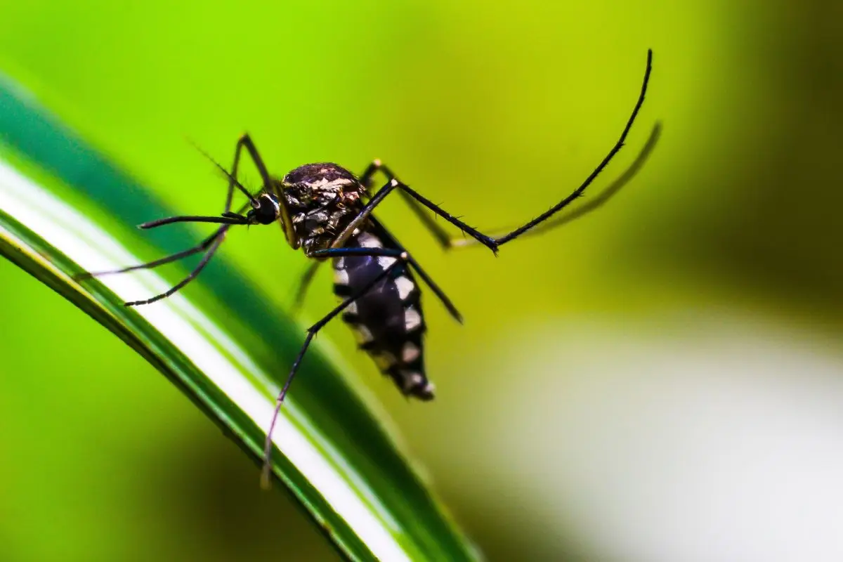 Cosa mettere nei sottovasi per tenere lontane zanzare e larve: il trucco dei giardinieri Cosa mettere nei sottovasi per tenere lontane zanzare e larve: il trucco dei giardinieri