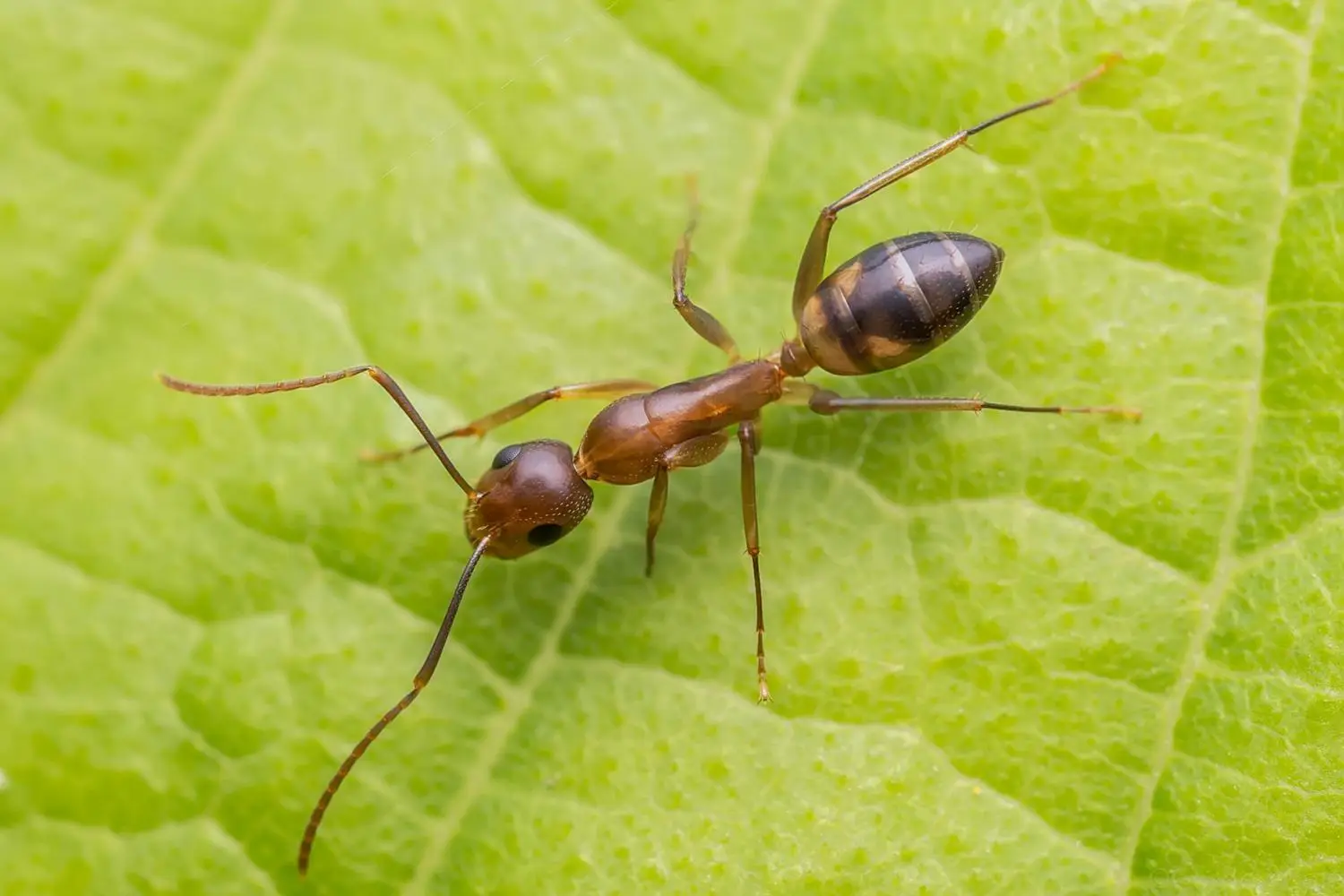 Attenzione a dove metti i vasi: l’errore che attira formiche e insetti in casa Attenzione a dove metti i vasi: l’errore che attira formiche e insetti in casa