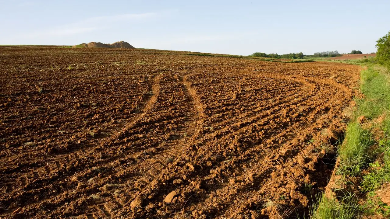 Hai piante che non crescono? Ecco il segnale nascosto che rivela il problema nel terreno Hai piante che non crescono? Ecco il segnale nascosto che rivela il problema nel terreno