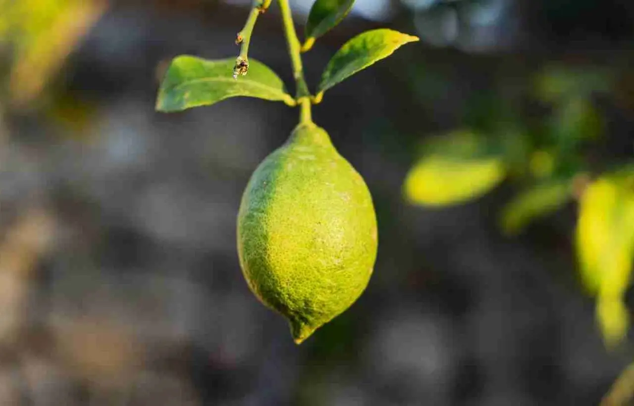 Scarti di limone in cucina: un alleato imprevisto contro l’insorgenza di formiche Scarti di limone in cucina: un alleato imprevisto contro l’insorgenza di formiche