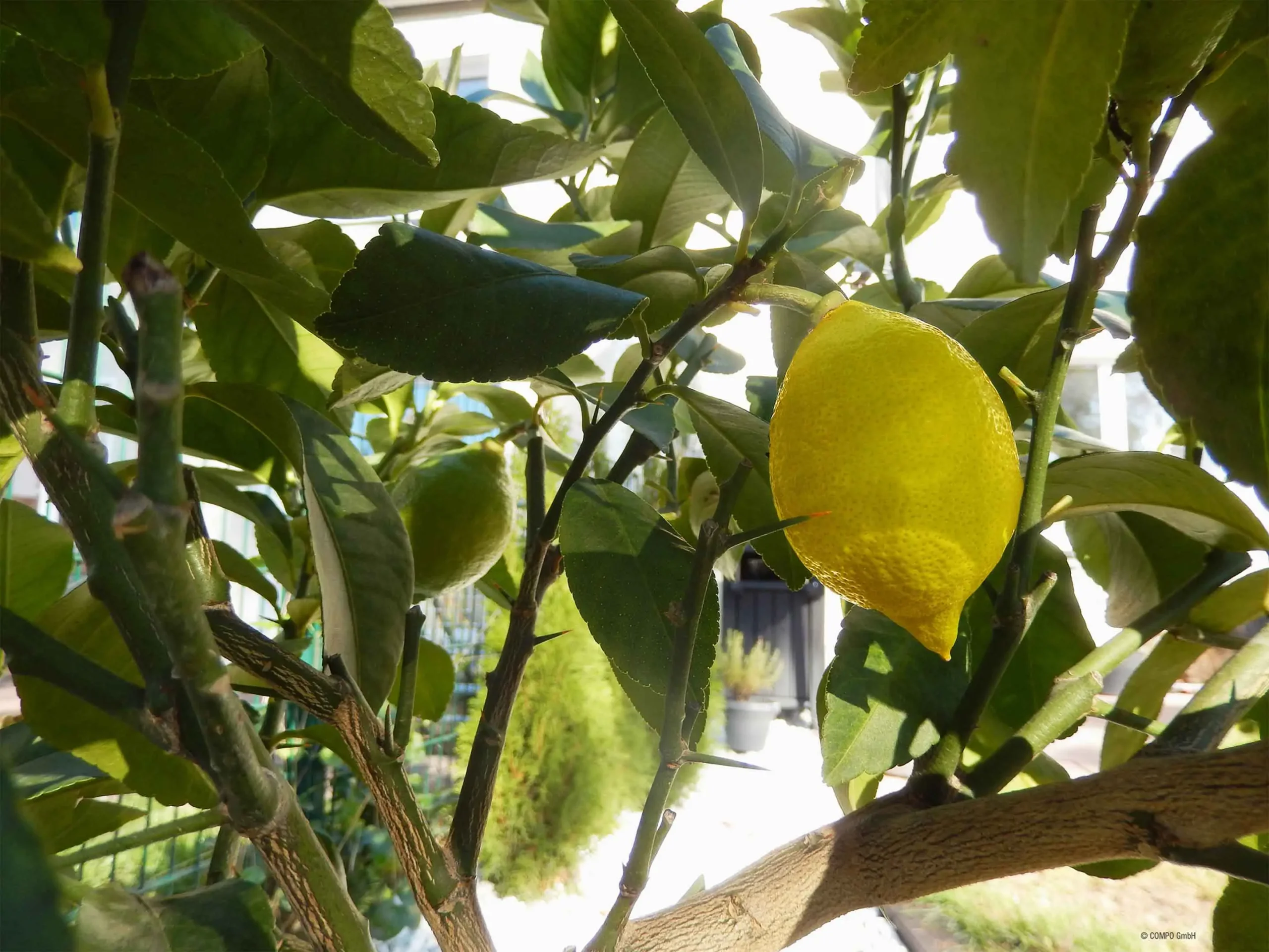 Sai perché le foglie del limone diventano gialle? Il segreto che nessuno ti dice Sai perché le foglie del limone diventano gialle? Il segreto che nessuno ti dice